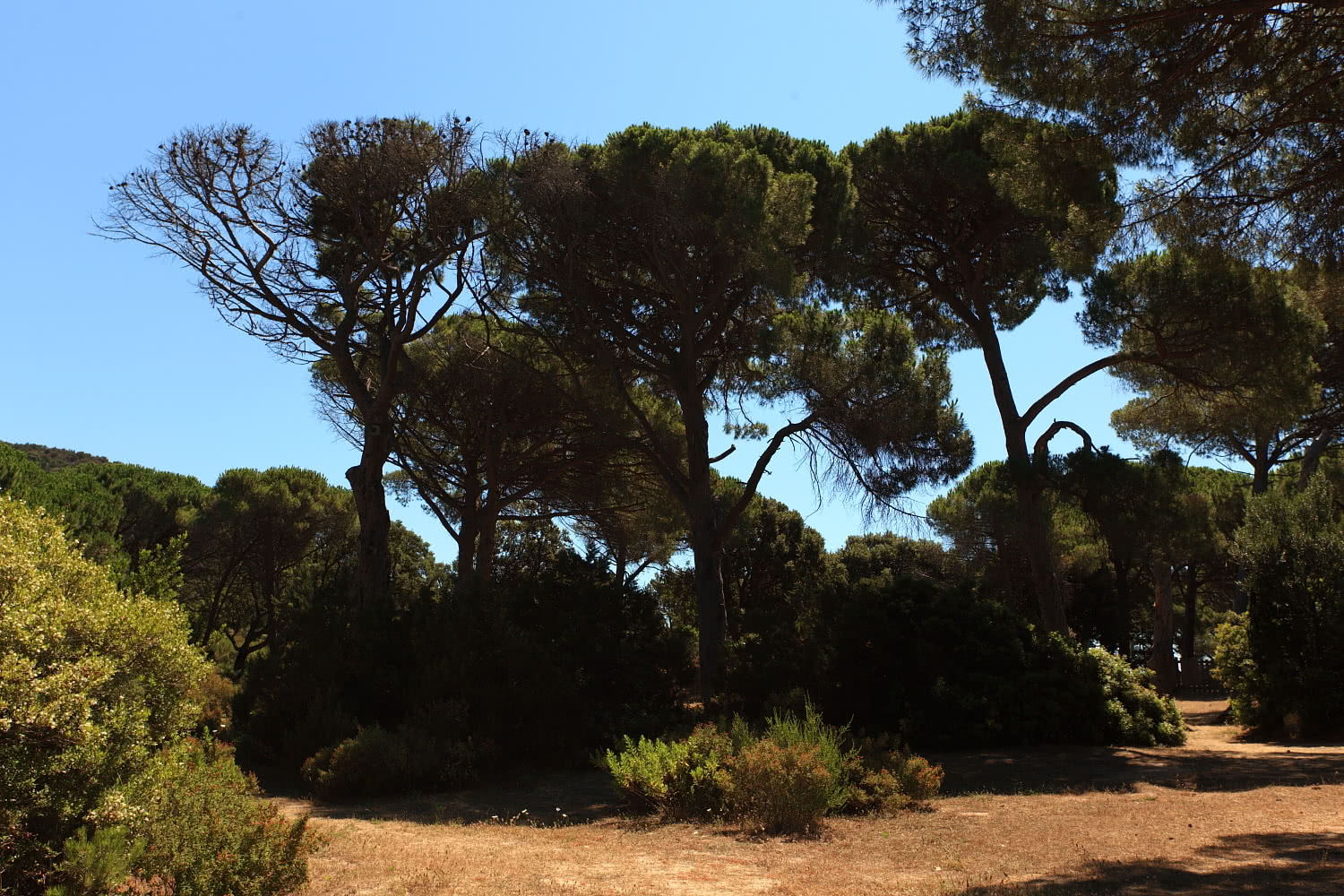 Pineta - Pinienwald vor dem Strand Palombaggia