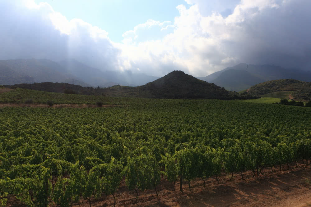 Weinbau auf Korsika - Weinanbau, Rotwein