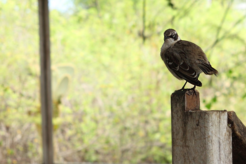friedliche Tiere ohne Angst auf Galapagos