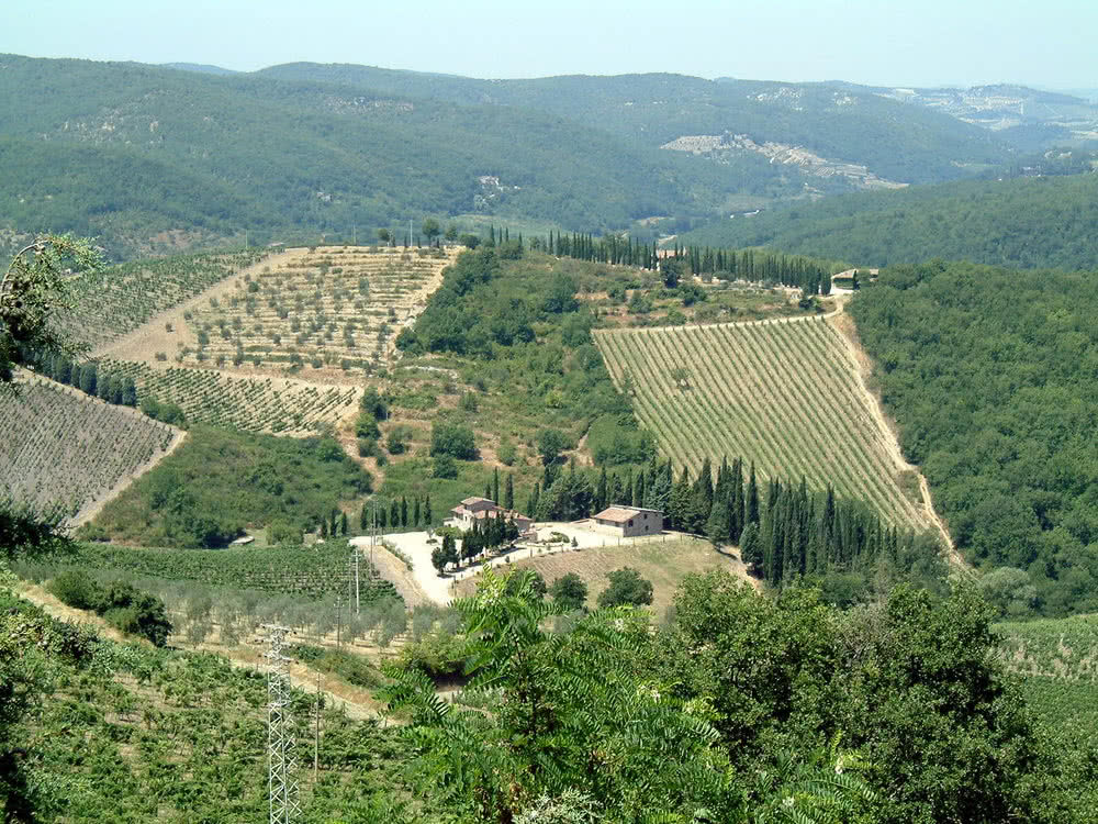 Weinbau im Chianti - Radda